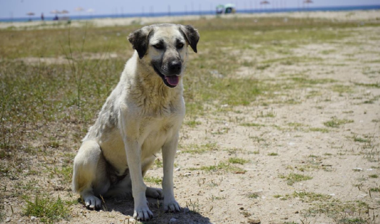Kedi ve köpekler için istenen kuduz testlerine QR kodlu doğrulama