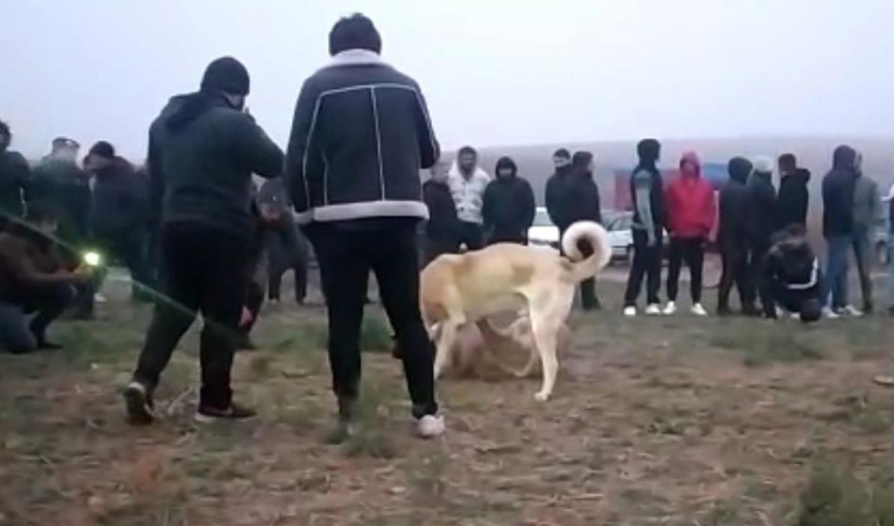 Köpek dövüştürenlere 83 bin 400 lira ceza