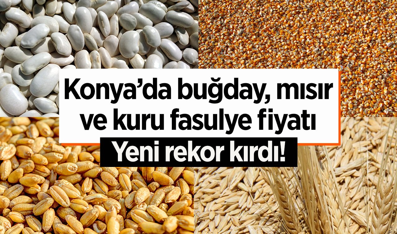 Konya’da buğday mısır ve kuru fasulye fiyatları yeni rekor kırdı! Depodaki ürün değerleniyor