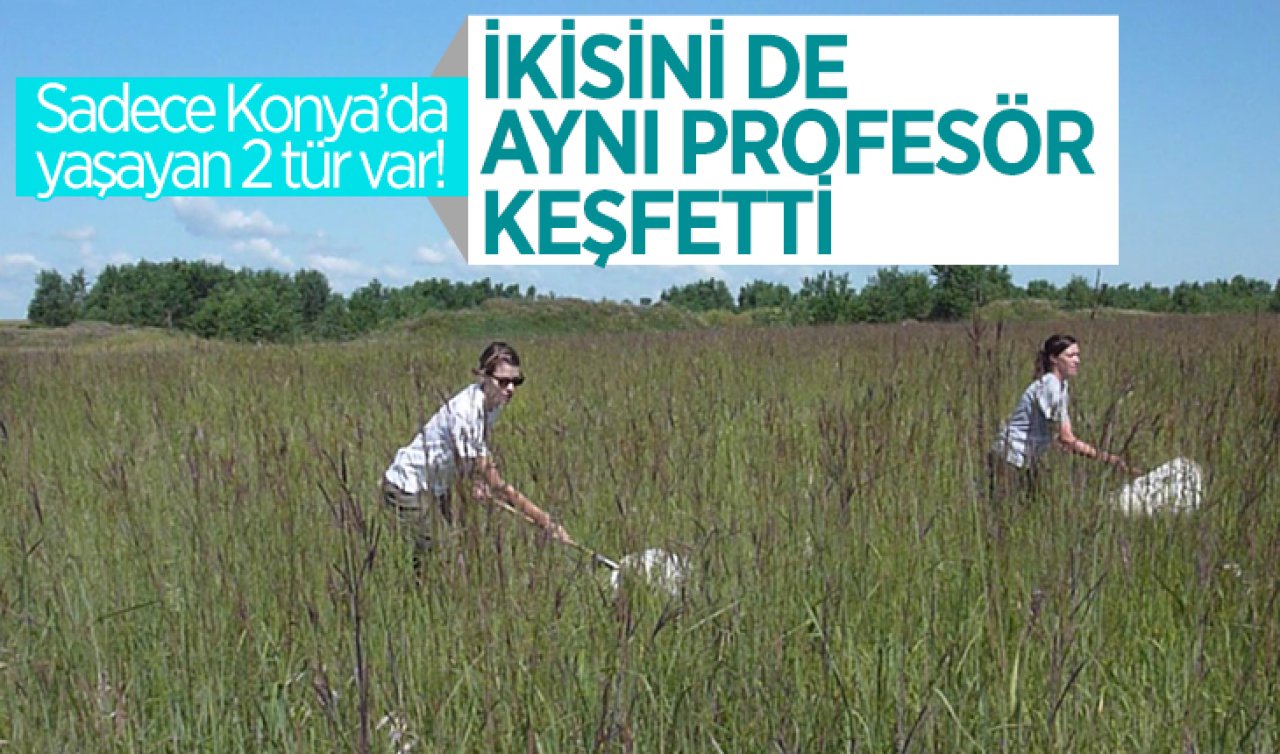 Sadece Konya’da yaşayan 2 böcek türü var! İkisini de aynı profesör keşfetti