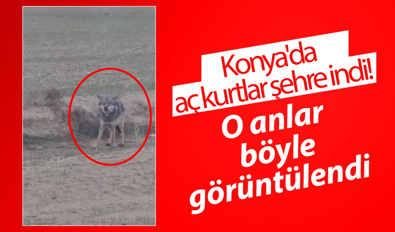 Konya’da aç kurtlar şehre indi! O anlar böyle görüntülendi  