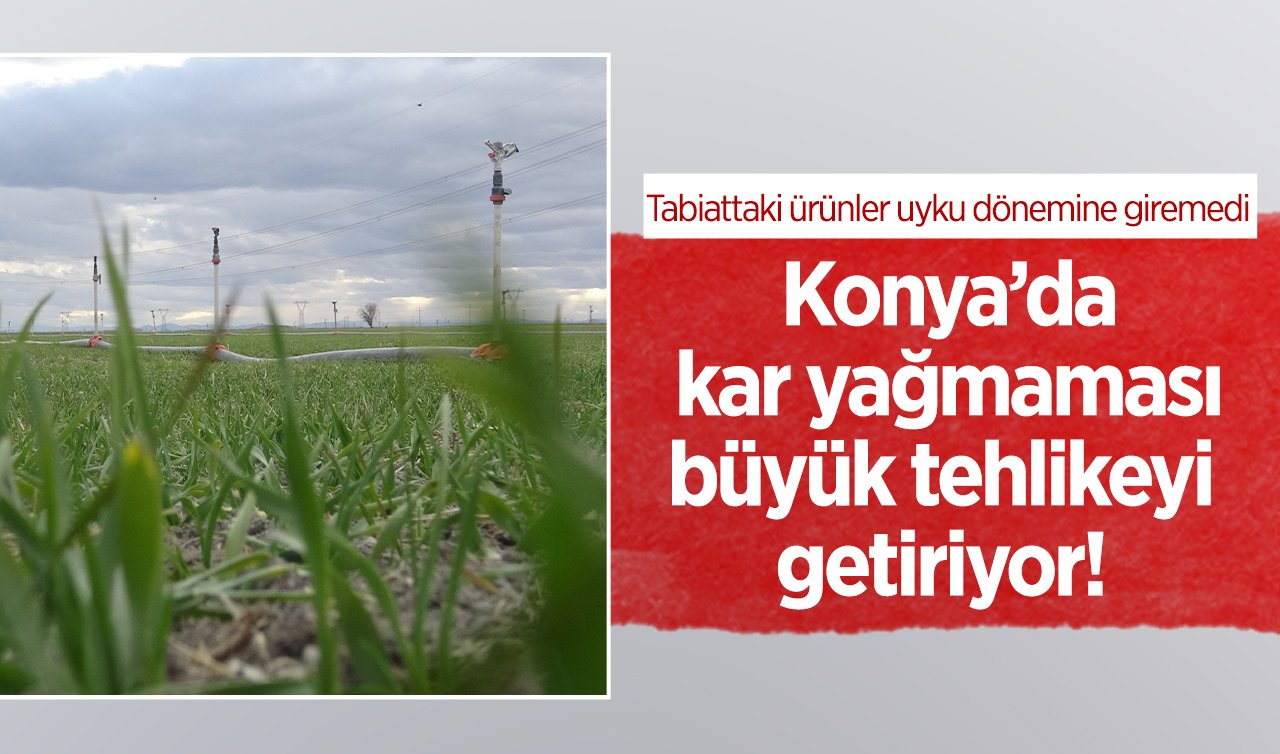 Konya’da kar yağmaması büyük tehlikeyi getiriyor! Tabiattaki ürünler uyku dönemine giremedi