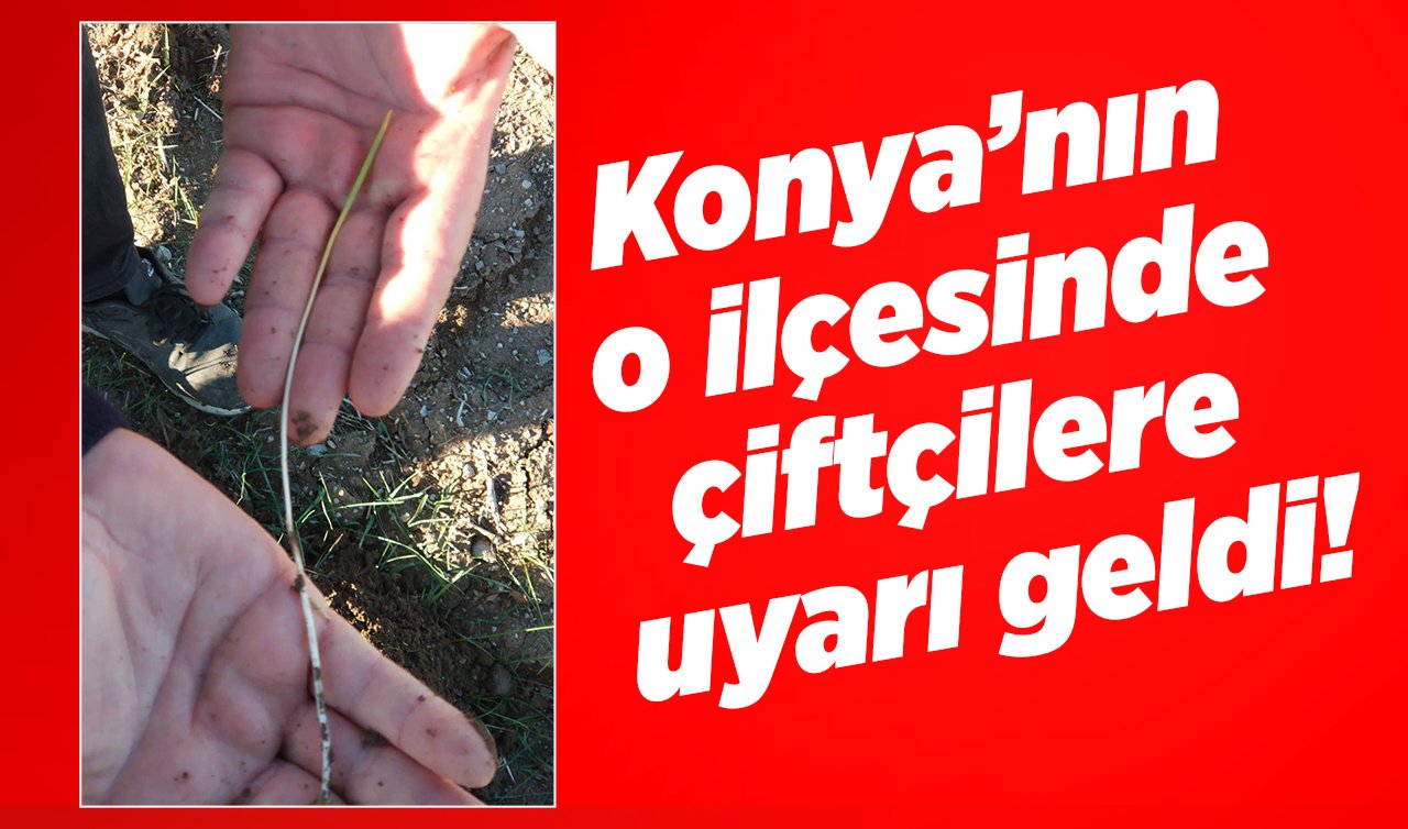 Konya’nın o ilçesinde çiftçilere uyarı geldi! Ekimlerde derinlik 5-6 santim olmalı