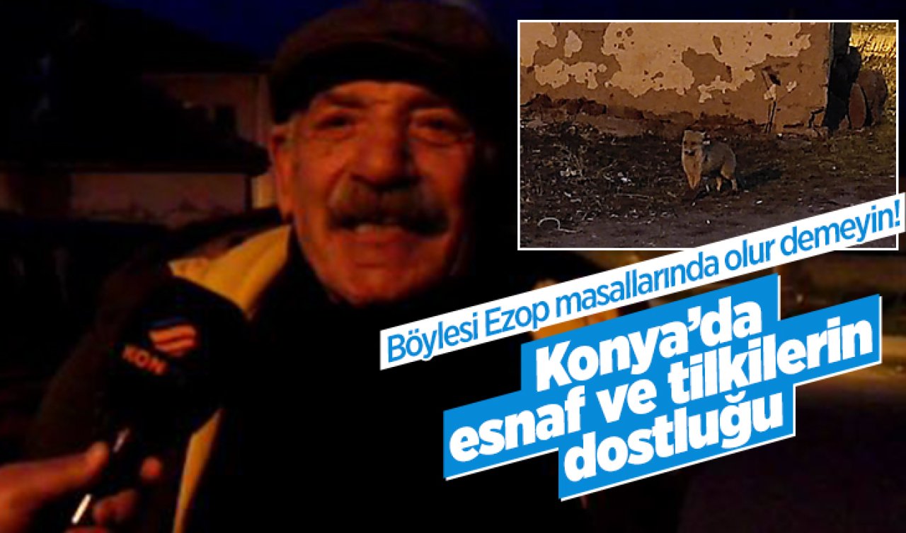 Böylesi Ezop masallarında olur demeyin! Konya’da esnaf ve tilkilerin dostluk bağı