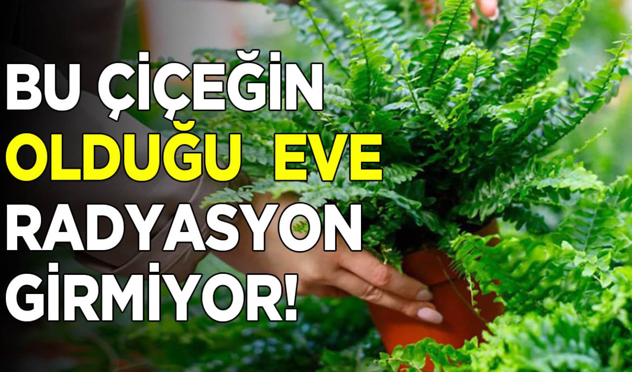 Bakımı çok kolay! Bu çiçek radyasyonu emiyor, evin enerjisini değiştiriyor!  