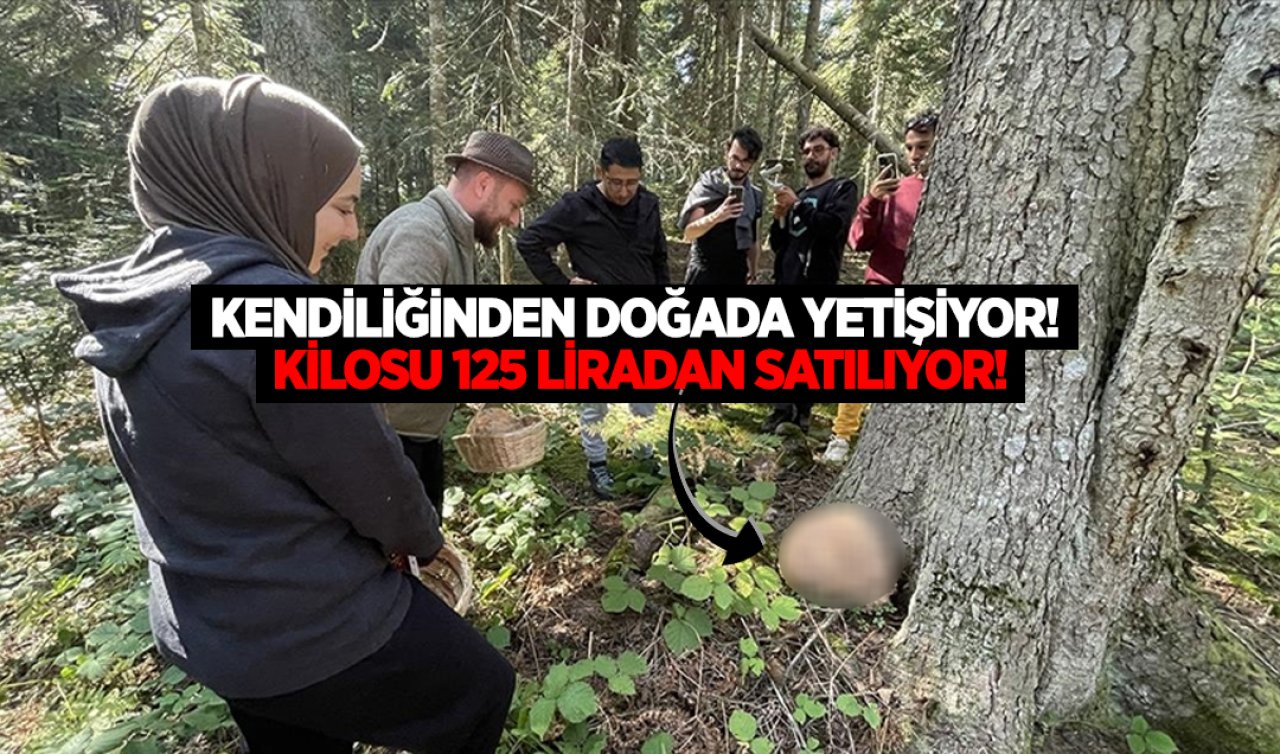 Mersin’de kendiliğinden doğada yetişiyor! Kilosu 125 liradan satılıyor