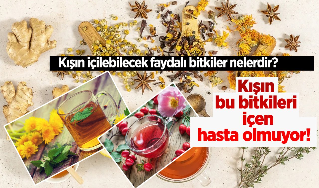 Bu bitkileri içen kışın hasta olmuyor! Kışın içilebilecek faydalı bitkiler nelerdir?