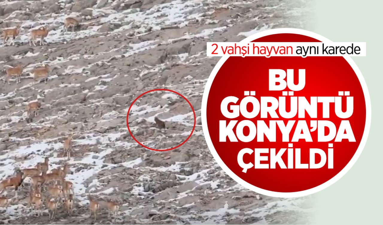 Bu görüntü Konya’da çekildi! 2 vahşi hayvan aynı karede