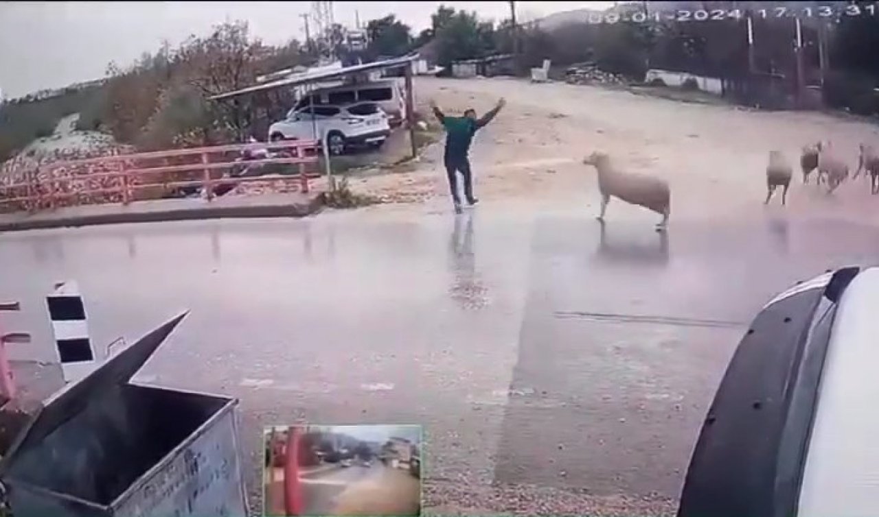 Yolun karşısına geçmek isteyen yaya koçun saldırısına uğradı 