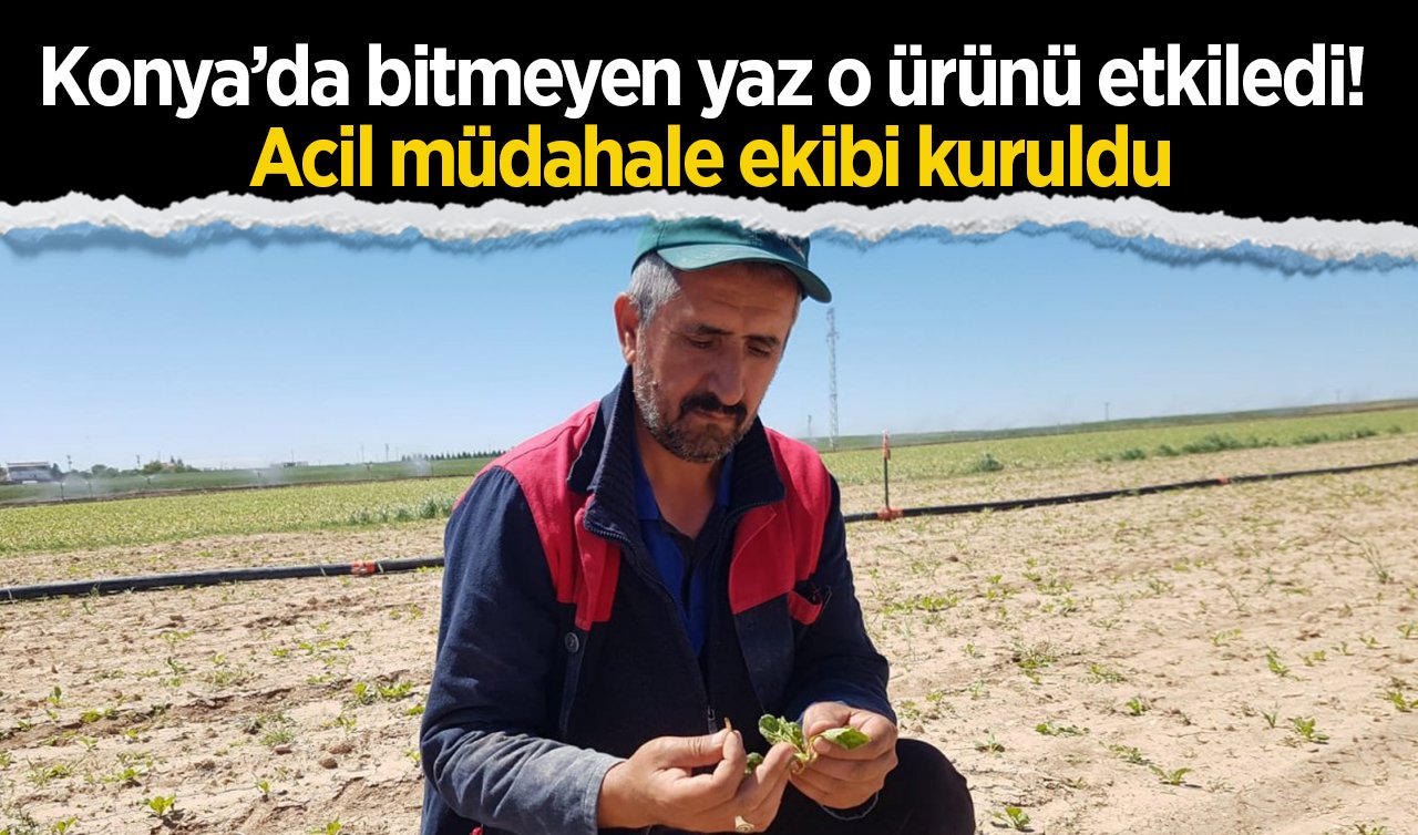 Konya’da bitmeyen yaz o ürünü etkiledi! Acil müdahale ekibi kuruldu
