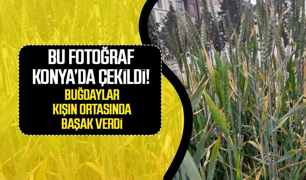  Bu fotoğraf Konya’da çekildi! Buğdaylar kış ortasında başak verdi