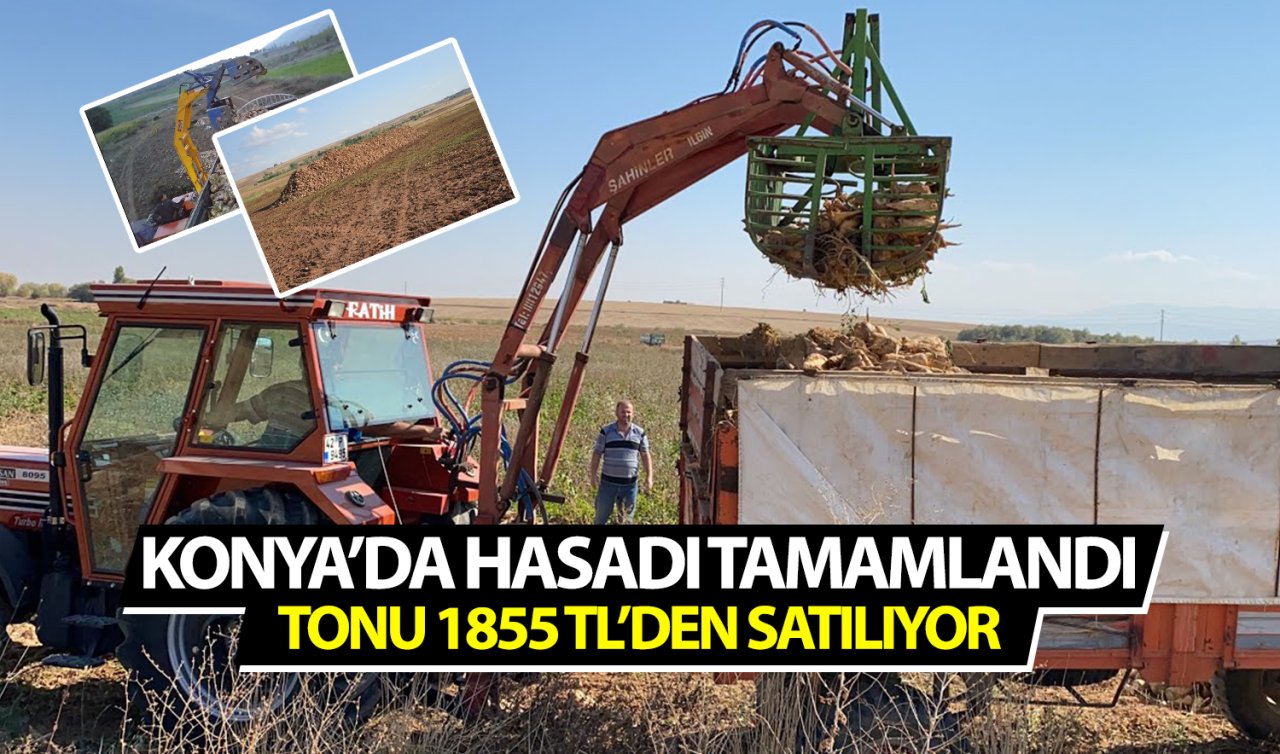 Konya’da hasadı tamamlandı, yığınla bekletilen ürünler kamyonlara yüklenerek fabrikaya gidiyor: Tonu 1855 TL’den satılıyor