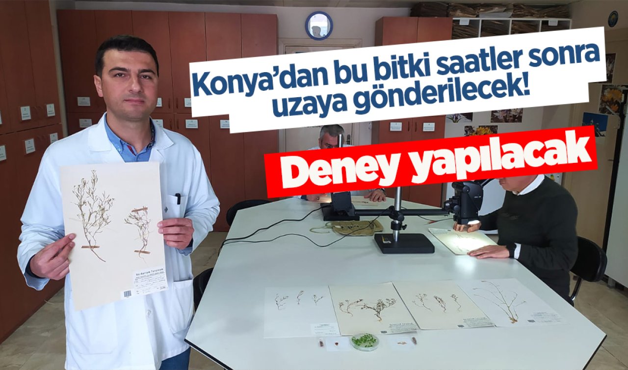 Konya’dan bu bitki saatler sonra uzaya gönderilecek! Deney yapılacak