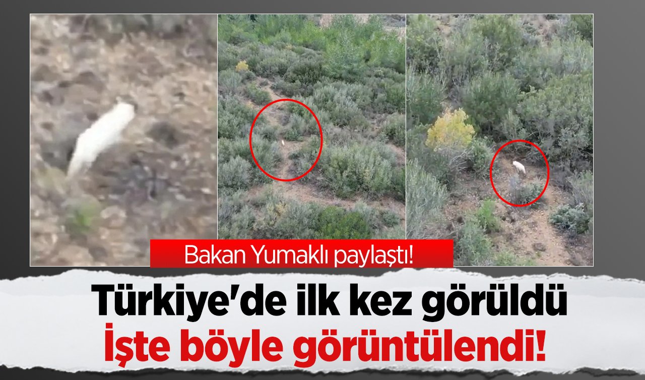 Bakan Yumaklı paylaştı! Türkiye’de ilk kez görüldü: İşte böyle görüntülendi! 
