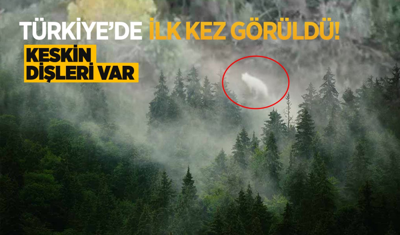 Türkiye’de ilk kez görüntülendi! Uzunlukları 100 santimetreyi buluyor kocaman dişleri var
