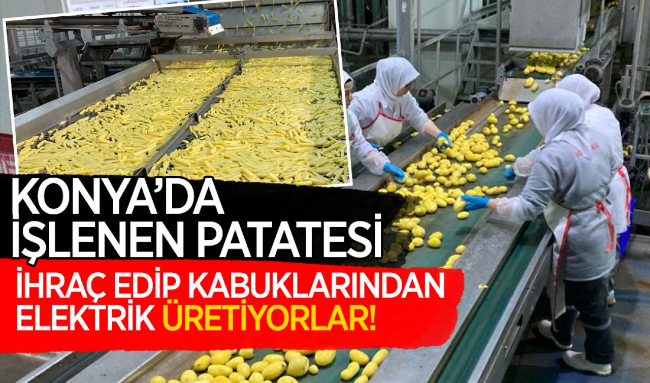  Konya’da işlenen patatesi ihraç edip kabuklarından elektrik üretiyorlar