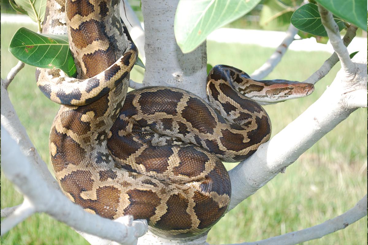 Python molurus