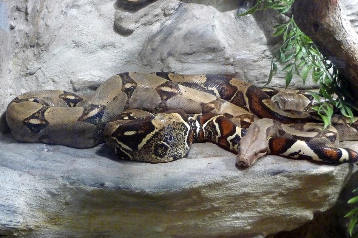 Boa constrictor