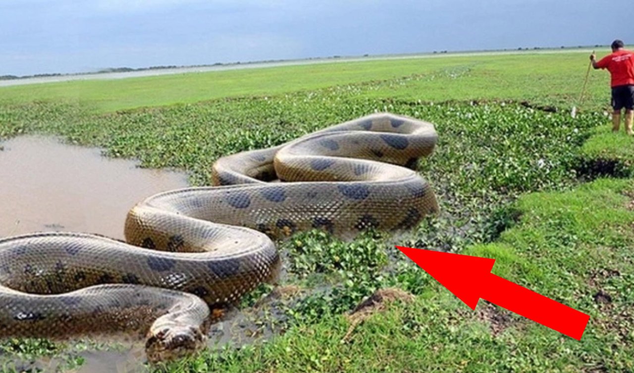Сколько метров анаконда. Змея Анаконда гигантская. Анаконда самая длинная змея в мире. Амазонка река Анаконда. Анаконда в Амазонке.