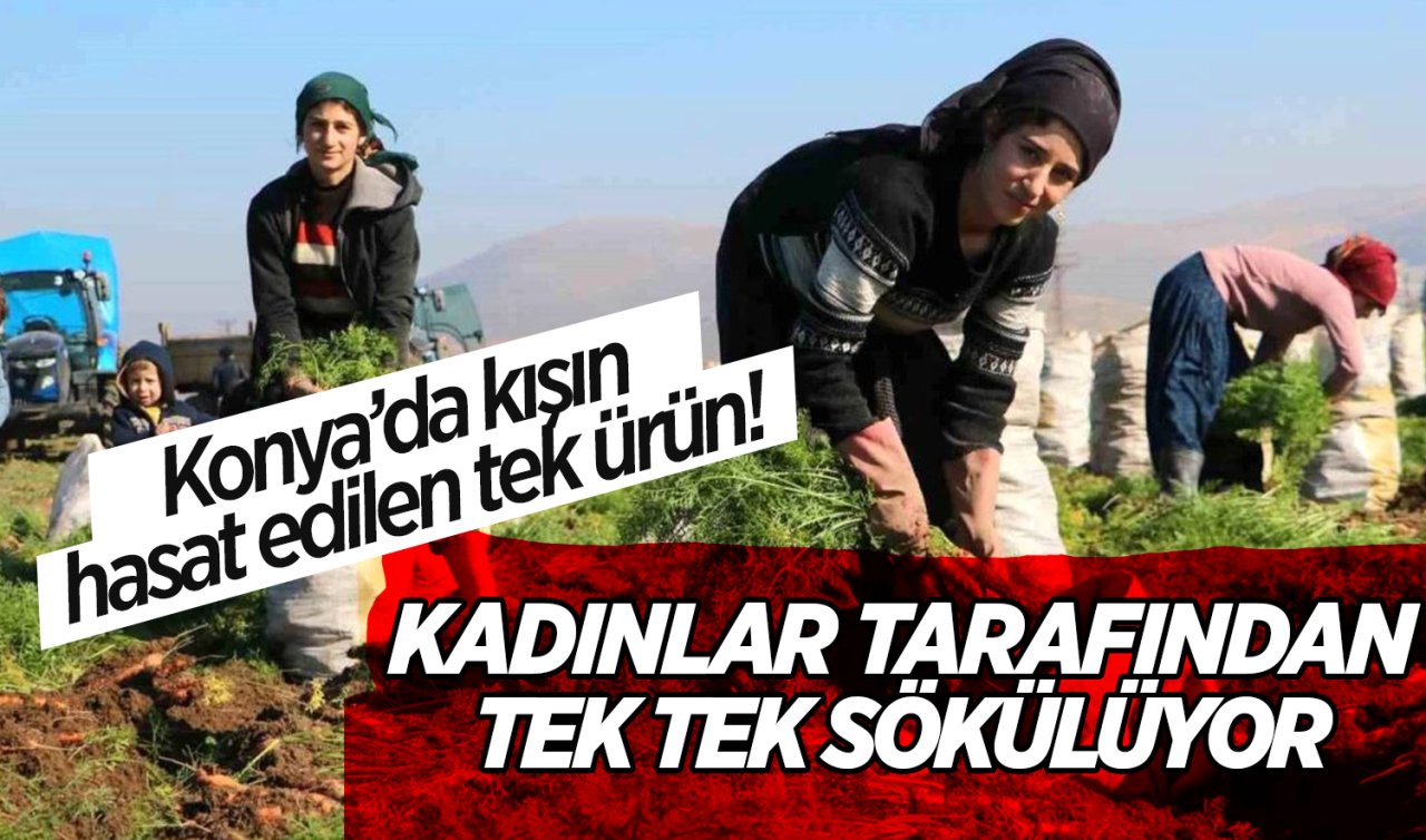 Konya’da kışın tarlada hasat edilen tek ürün! Kadınlar tarafından tek tek sökülüyor