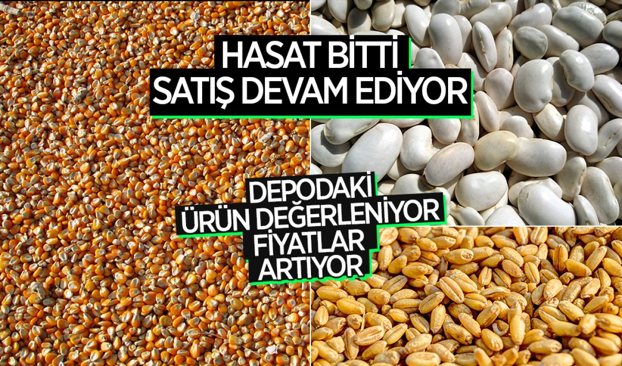  Konya’da hasat biteli haftalar oldu! Mısır 6.600 Kuru Fasulye 42.8270 TL’den alıcı buldu