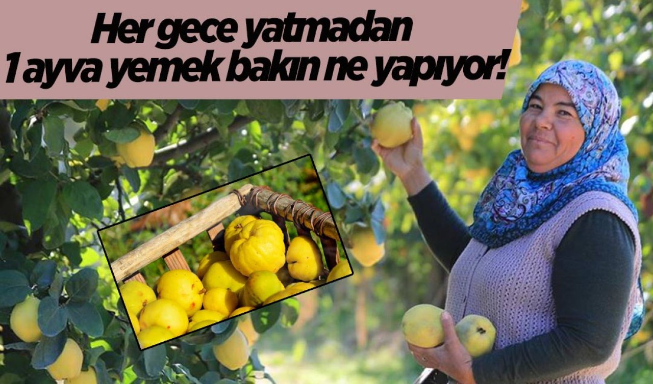 Her gece yatmadan 1 ayva yemek bakın ne yapıyor! Ayvanın mucize etkisi…