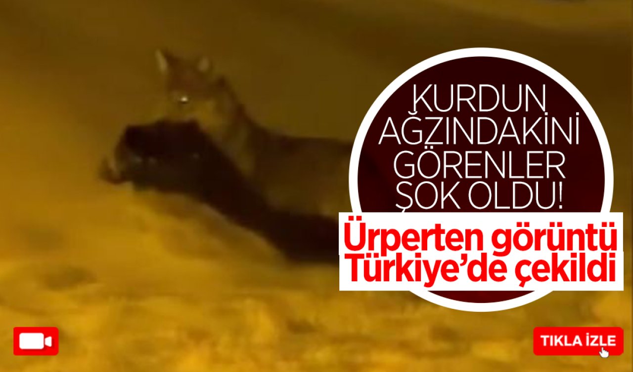 Kurdun ağzındaki görenler şok oldu! Ürperten görüntü Türkiye’de çekildi