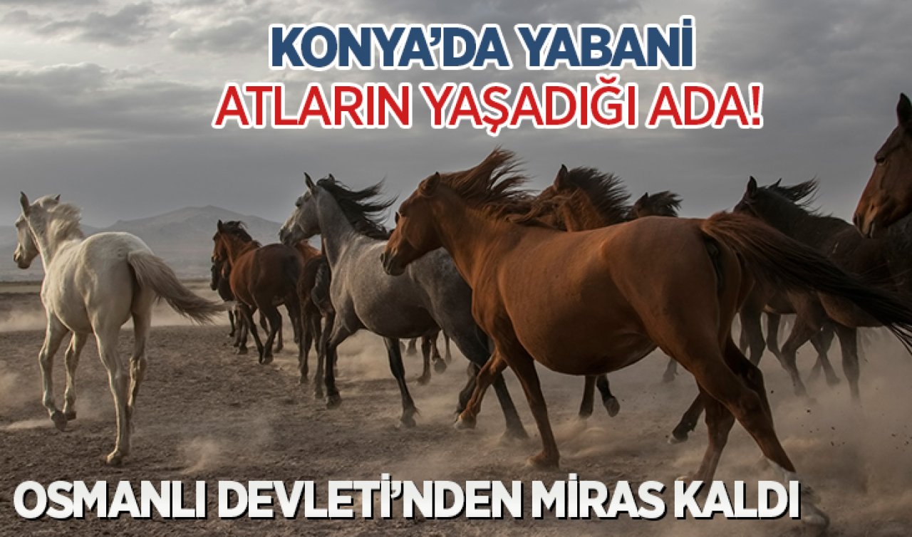  Konya’da yabani atların yaşadığı ada! Hırçın ve öfkeliler...