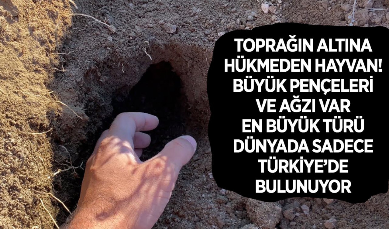 Bu hayvanın en büyük türü Türkiye’de keşfedildi! Yer altında kendilerine ait bir dünyaları var: Saklı hayatları gizem katıyor