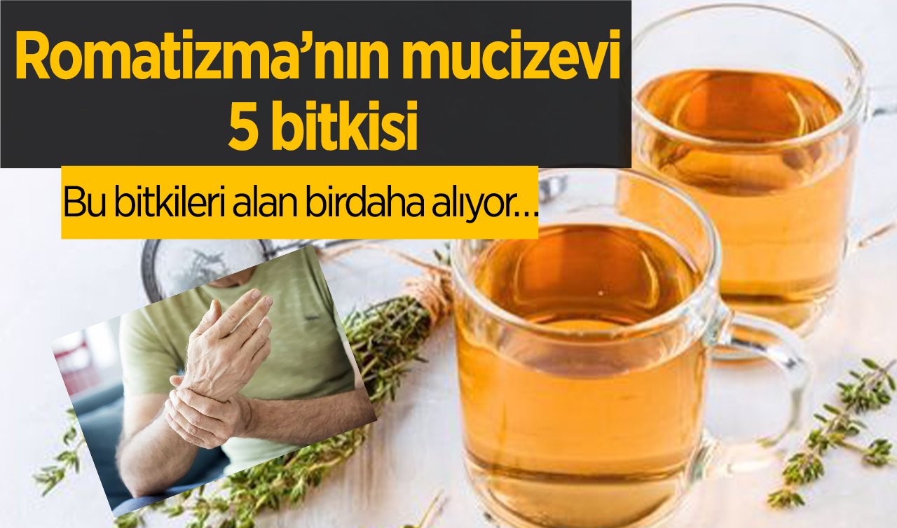 Romatizma’nın mucizevi 5 bitkisi… Bu bitkileri alan birdaha alıyor…