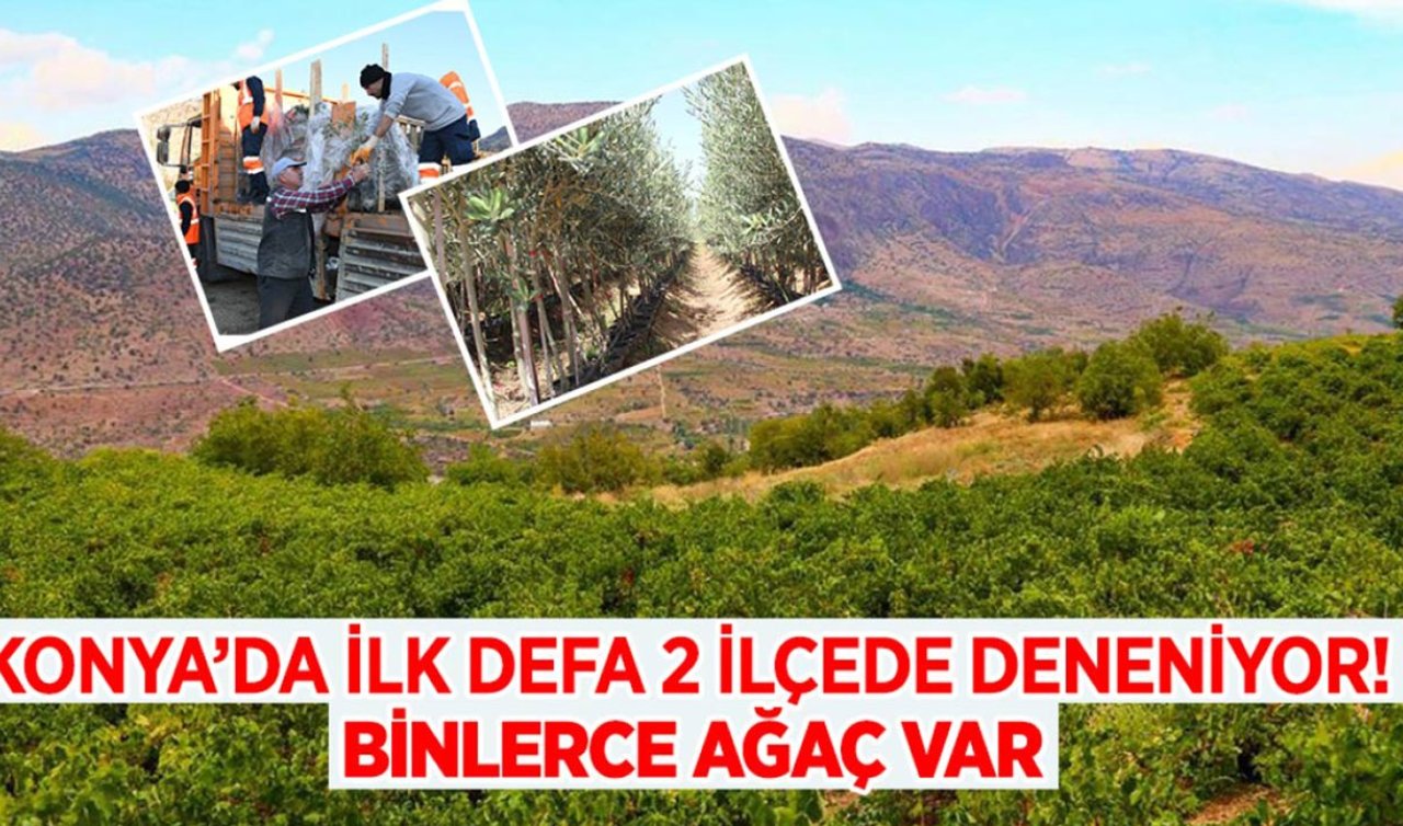 Konya’nın ezber bozan ilçesi! Bozkırın ortasında zeytin yetiştirecekler