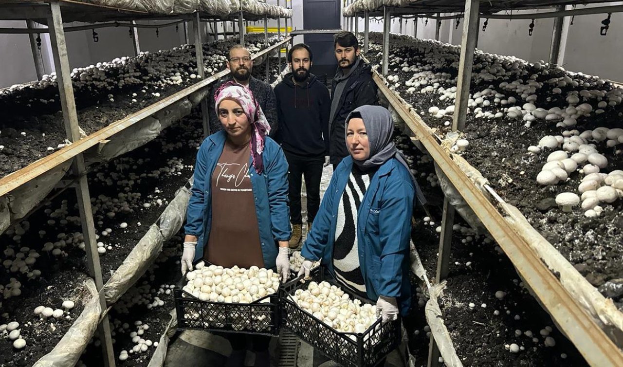 Devlet desteğiyle kurdu; yılda 60 ton mantar üretiyor
