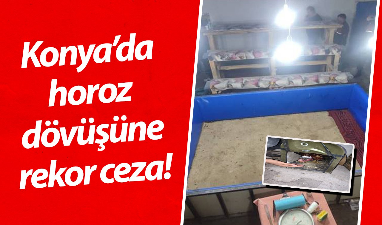Konya’da horoz dövüşüne rekor ceza! 