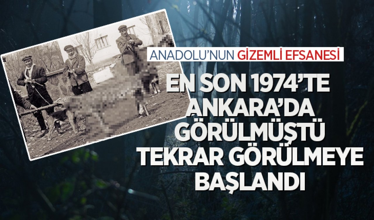 Anadolu’nun gizemli efsanesi! En son 1974’te Ankara’da görülmüştü 45 yıl sonra ormanda tekrar görüldü
