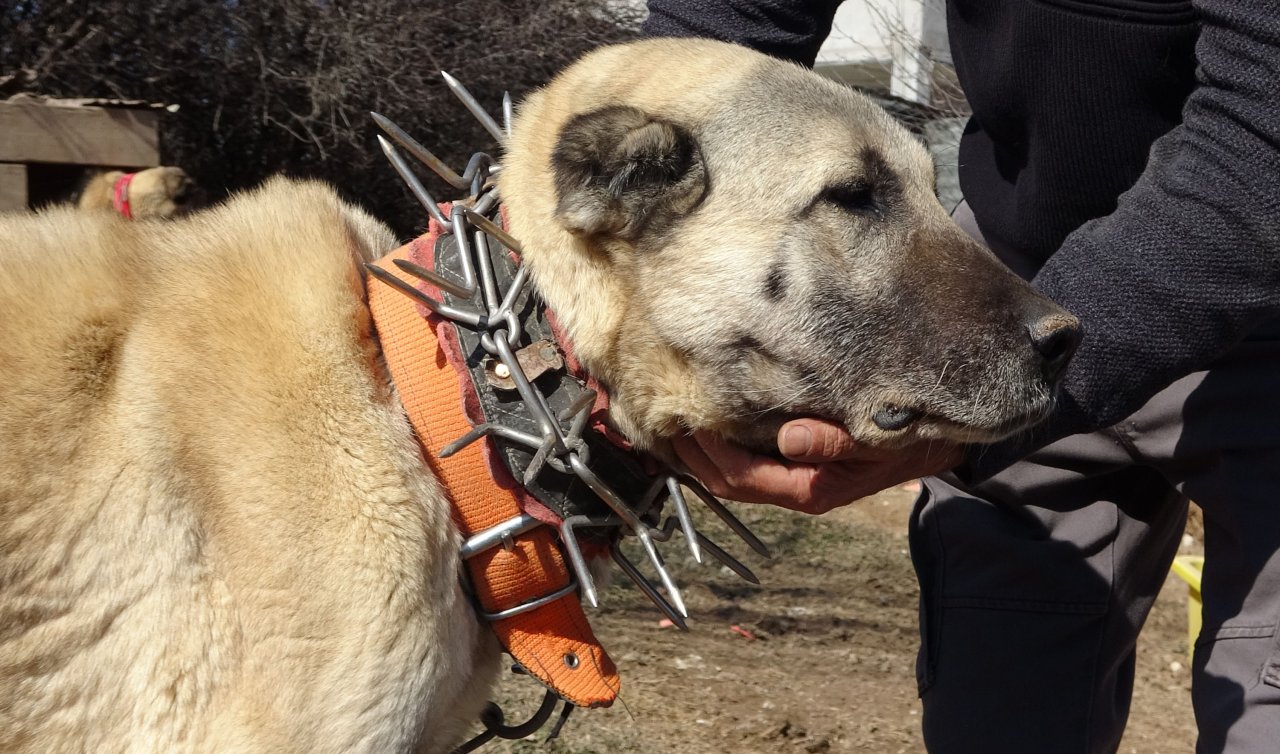 Kurtlar köpeklere saldırıyor: Kangal köpekleri için çivili tasma uyarısı