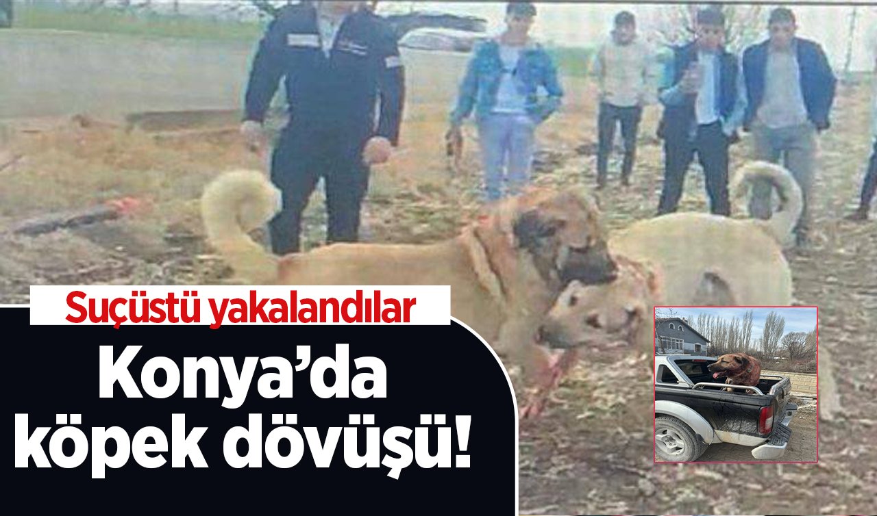 Konya’da bahisle köpek dövüşü! Suçüstü yakalandılar