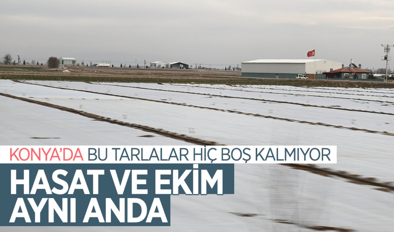 Konya’da bu tarlalar hiç boş kalmıyor! Hasat ve ekim aynı anda