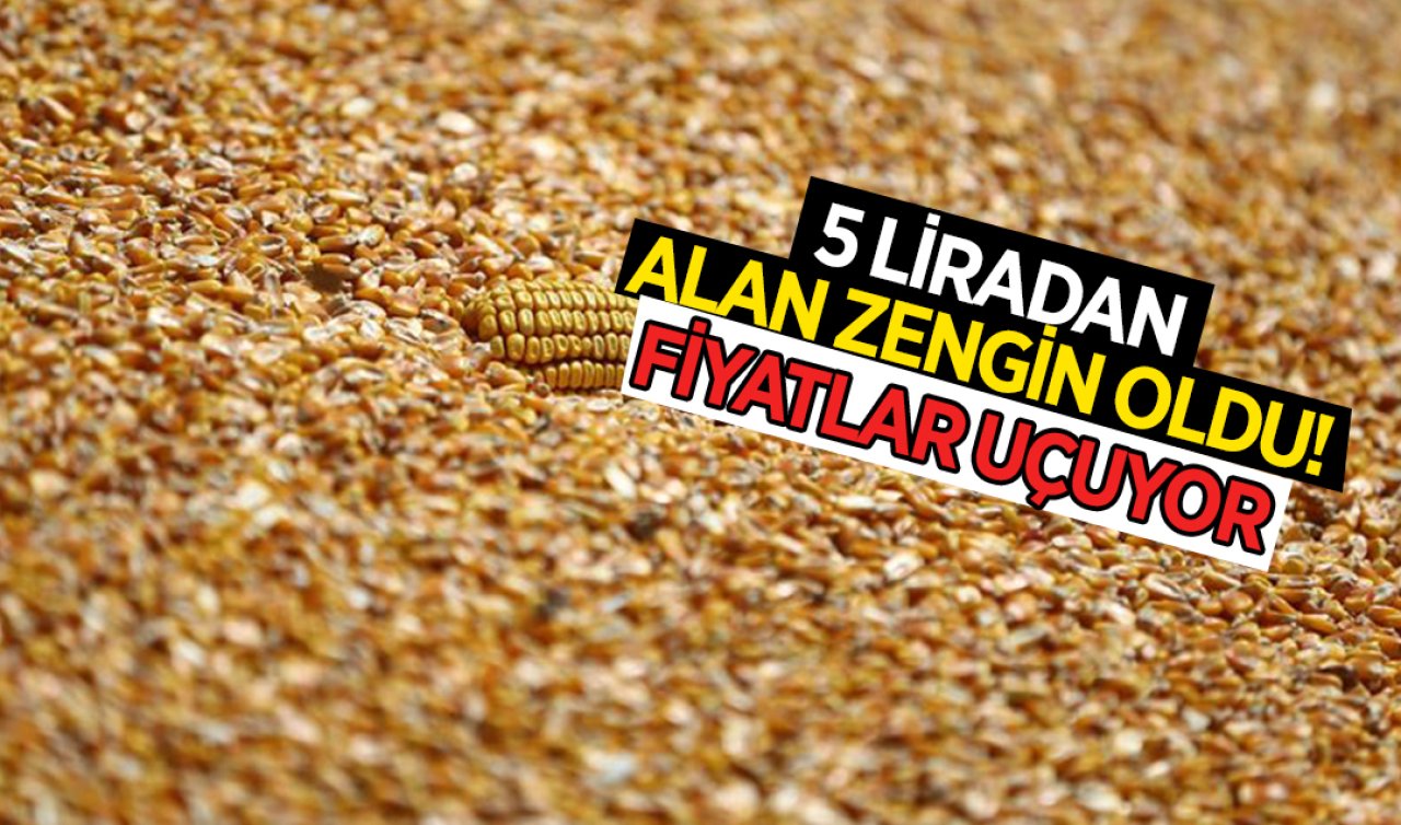 Konya’da mısır fiyatı rekor kırdı! Sezonunda 5 liradan alanlar zengin oldu