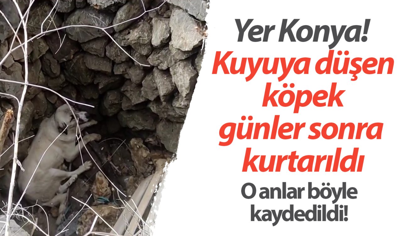  Yer Konya! Kuyuya düşen köpek günler sonra kurtarıldı: O anlar böyle kaydedildi! 