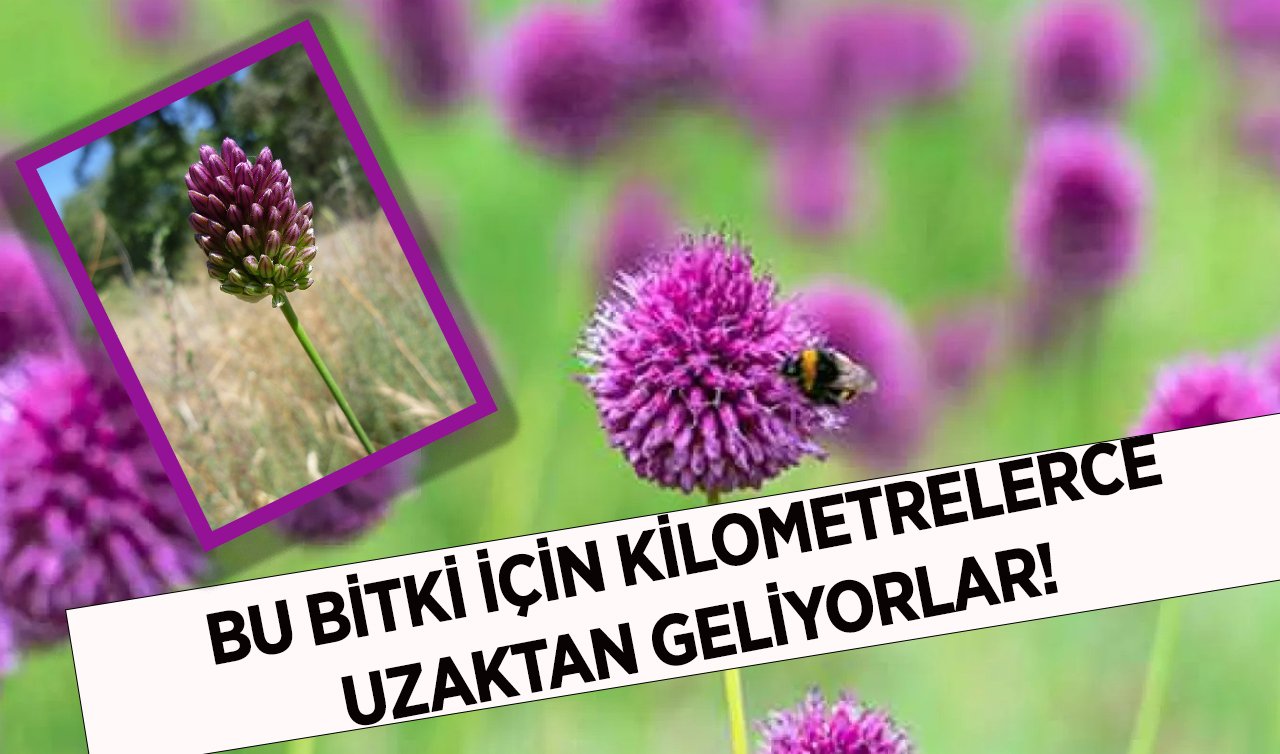 Bu bitki için kilometrelerce uzaktan geliyorlar! Sadece Nevşehir’de bulunuyor!