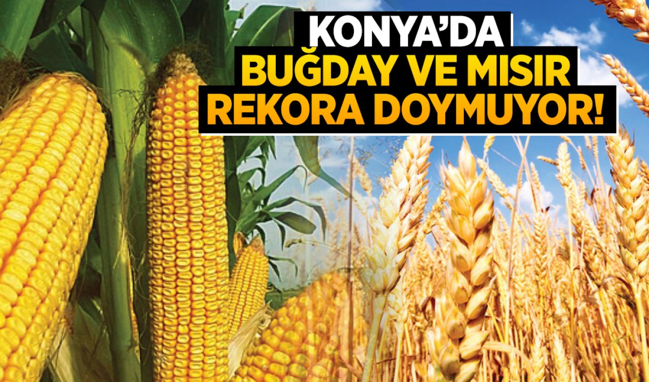 Konya’da buğday ve mısır fiyatı rekora doymuyor! KİLOSU 14 TL’YE SATILDI