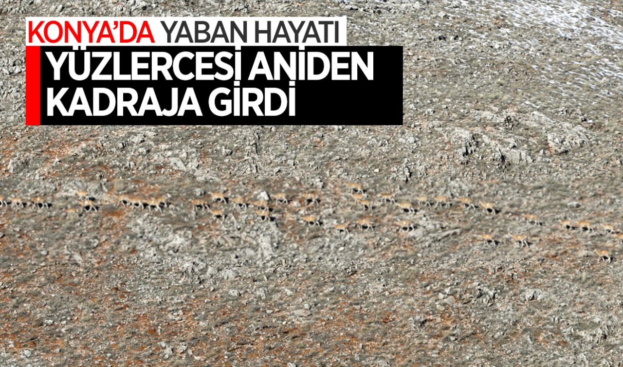 Nesli tehlike altındaydı! Bu görüntü Konya’da çekildi Bütün sürü kadraja girdi