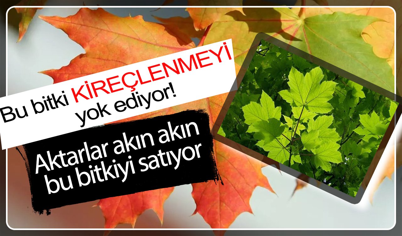 Bu bitki kireçlenmeyi yok ediyor! Aktarlar akın akın bu bitkiyi satıyor