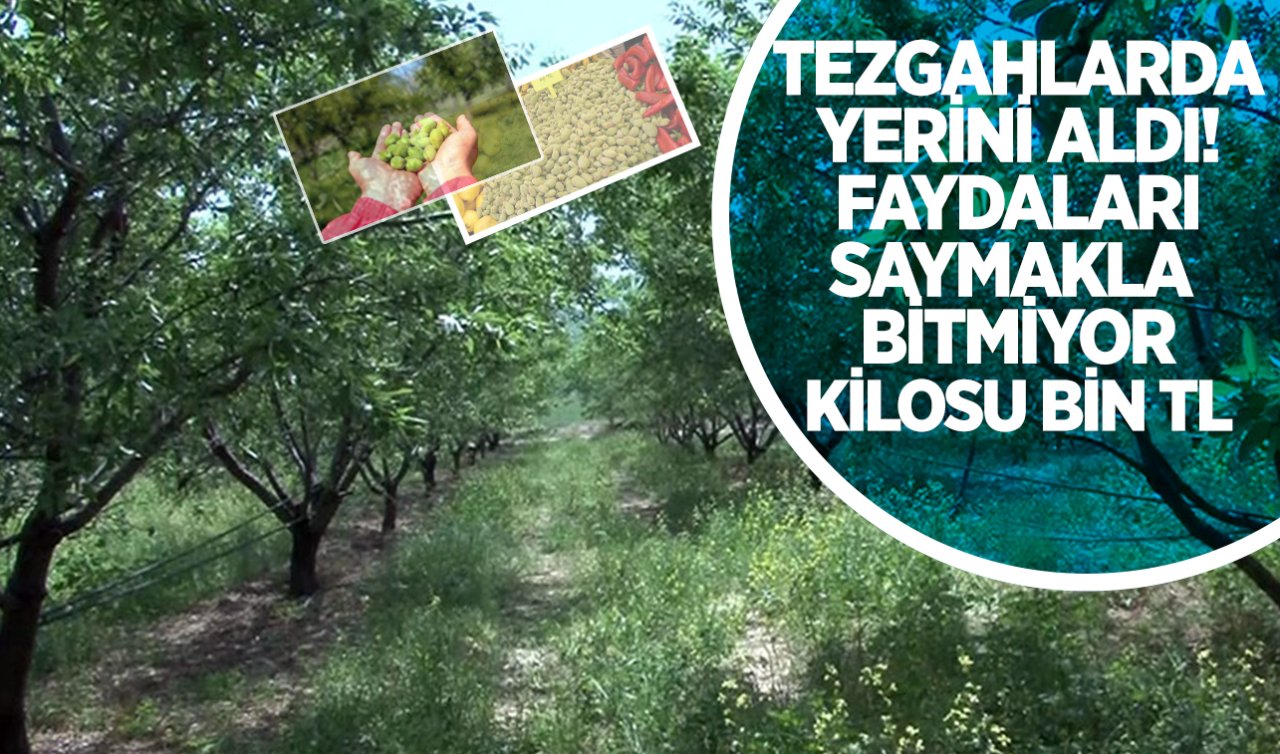 Baharın ilk meyve hasadı Mersin’de yapıldı: Tezgahlarda kilosu 1000 lira!