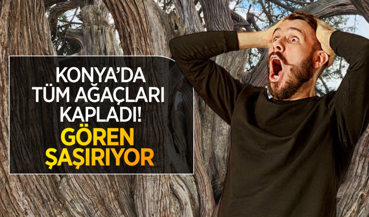 Konya’da vatandaşlar gördükleri manzaraya inanamadı! Tüm ağaçları kaplamış durumda