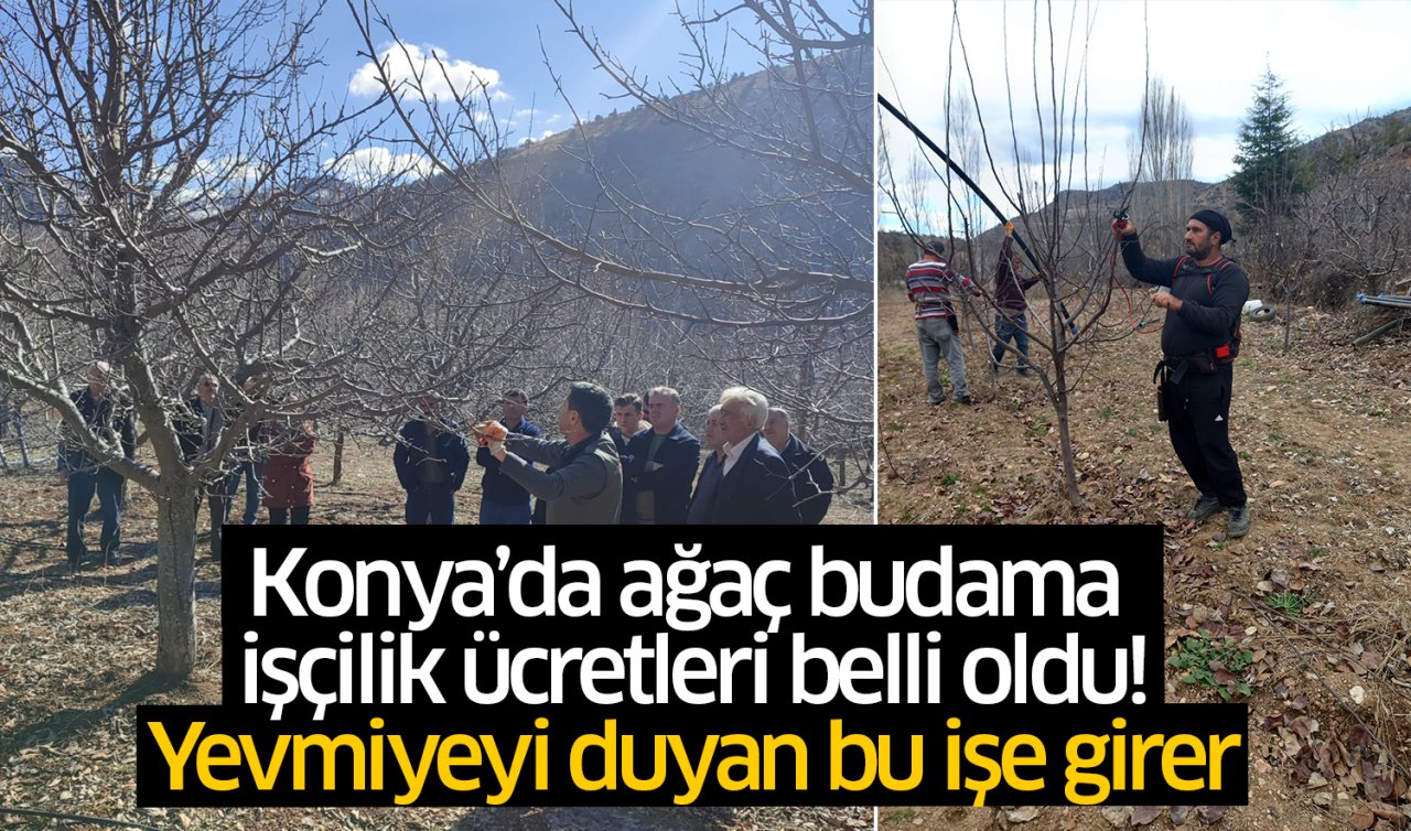 Konya’da ağaç budama işçilik ücretleri belli oldu! Yevmiyeyi duyan bu işe girer