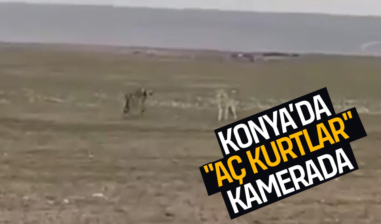  Görüntüler Konya’da çekildi!  İşte iki kurdun o anları...