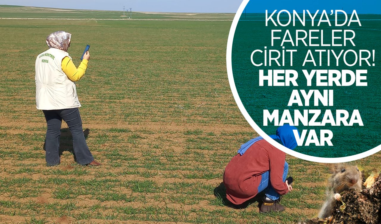 Konya’da fareler cirit atıyor! Her yerde aynı manzara var