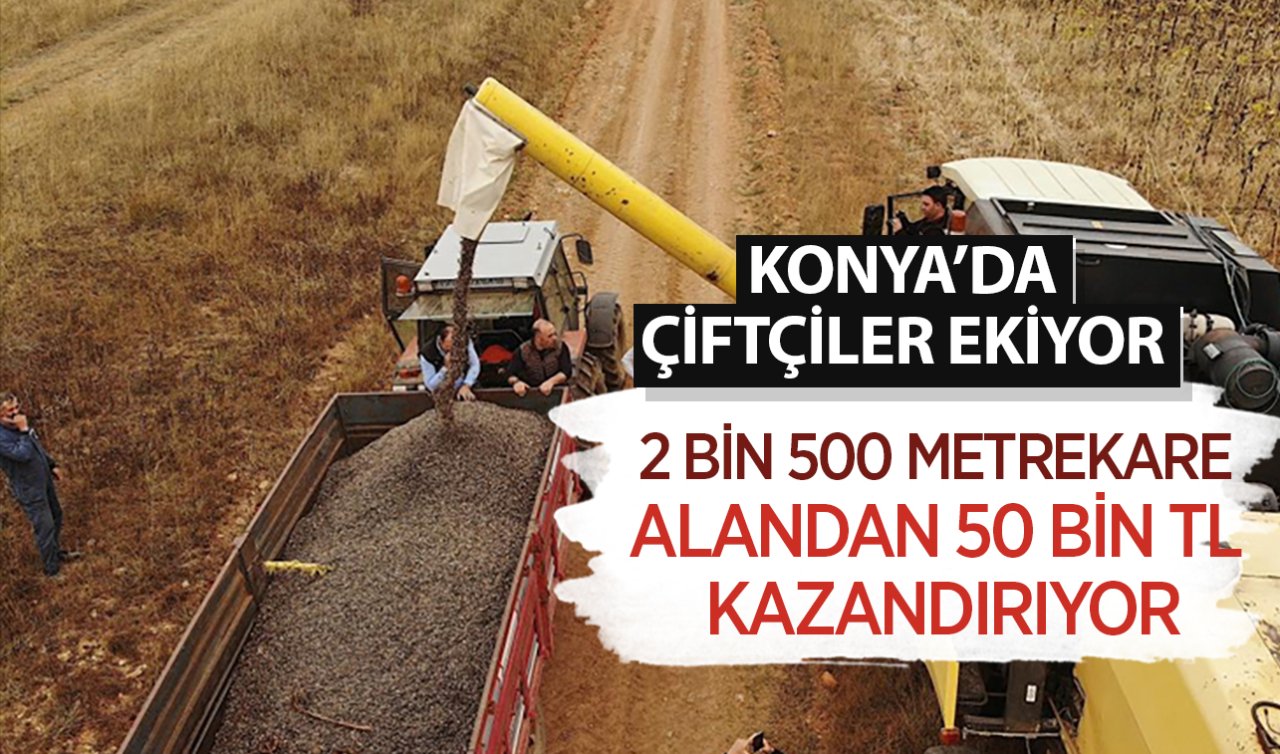  Konya’da çiftçilerin gözde ürünü oldu! Dönümden 1 ton veriyor ve 50 liraya satılıyor