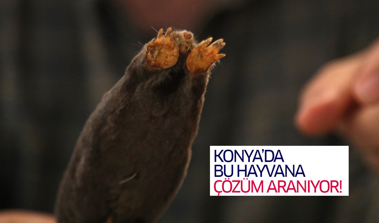 Konya’da buğday ekili tarlayı gören şaşırdı! Bu hayvana çözüm aranıyor